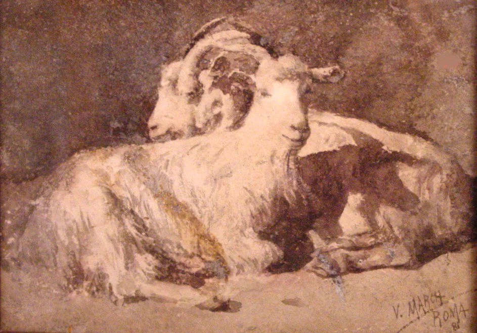 Studio di capre
